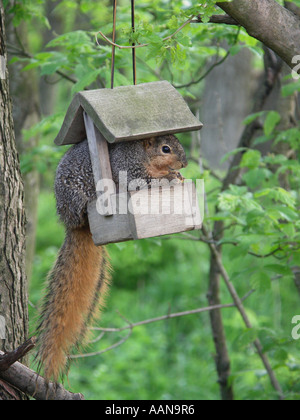 Scoiattolo in Bird Feeder Foto Stock