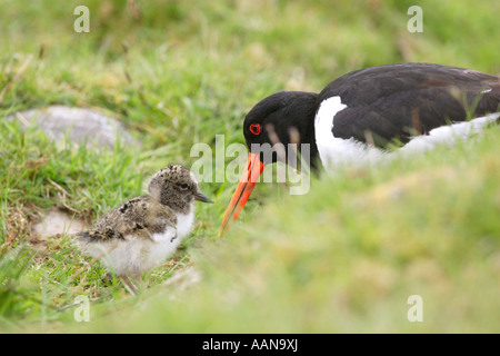 Pulcino Oystercatcher Haematopus ostralegus chick saluto Sua madre vicino a un nido in un campo nelle Highlands della Scozia UK Foto Stock