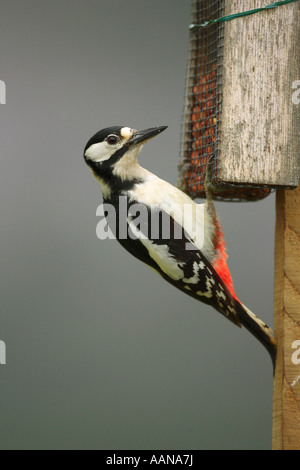 Picchio rosso maggiore Dendrocopos major alimentazione su un alimentatore di arachidi nelle Highlands della Scozia UK Europa Foto Stock