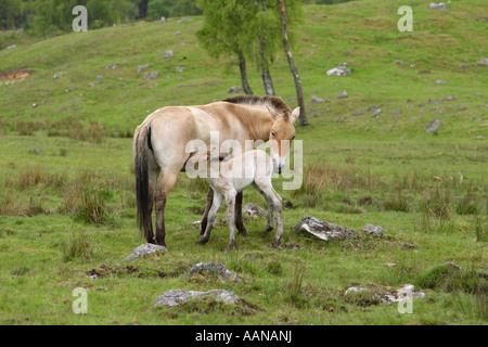 Cavallo di Przewalski Equus przewalski nuovo nato il puledro in allattamento con la madre Foto Stock