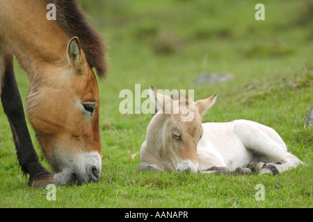 Cavallo di Przewalski Equus przewalski nuovo nato il puledro con la madre Foto Stock