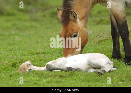 Cavallo di Przewalski Equus przewalski nuovo nato il puledro con la madre Foto Stock