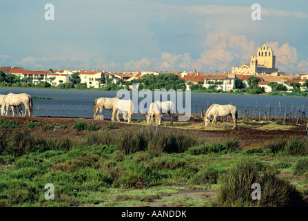 Les Saintes Marie de la mer con cavalli Camargue, Camargue, Francia Foto Stock