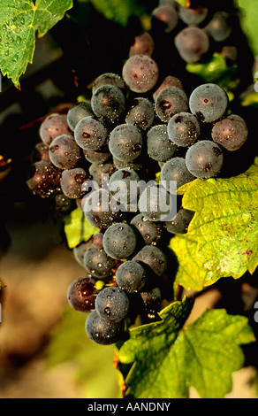 Uva rossa Foto Stock