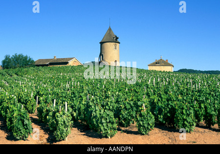 Vigneto nel Beaujolais vino regione, Francia Foto Stock