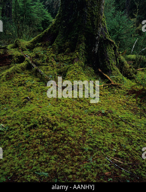 Hoh foresta pluviale con alberi di muschio Olympic National Park sulla penisola olimpica Washington state USA Foto Stock