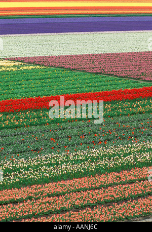 HOLLAND Lisse Kukenhof Giardini vista aerea del multi lampadina colorata di campi e fiori Foto Stock