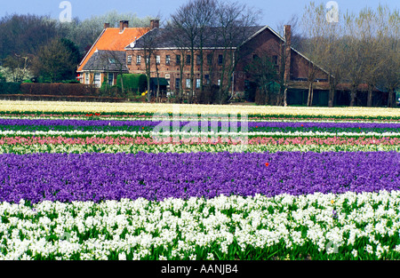 HOLLAND Lisse bulbo colorato e campi di fiori con agriturismo in background vicino a Giardini Keukenhof Foto Stock