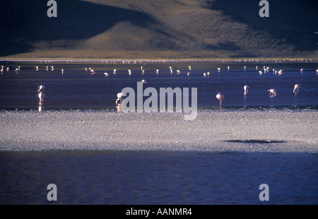 Fenicotteri in Laguna Colorada, Parco Nazionale di Eduardo Avaroa, Bolivia Foto Stock