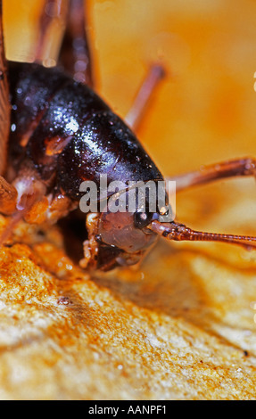 Uovo gigante mangiare grilli di vivere in grotte e preda su swiftlet nidi Foto Stock