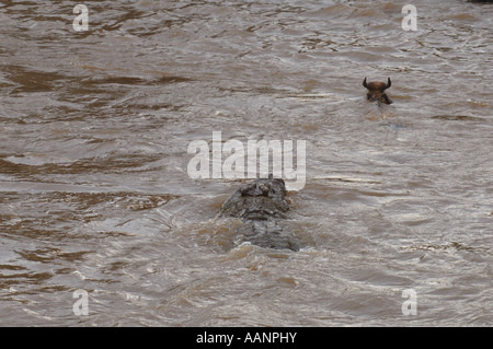 Coccodrillo del Nilo (Crocodylus niloticus), attacco su GNU nel fiume di Mara, Kenia Masai Mara National Park, Narok Foto Stock