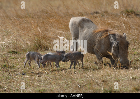 Warthog comune, savana warthog (Phacochoerus africanus), i bambini con la loro madre, Kenia Masai Mara National Park Foto Stock