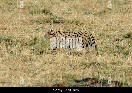 Serval (Leptailurus serval, Felis serval), a Savannah, Kenia Masai Mara National Park Foto Stock