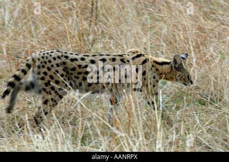 Serval (Leptailurus serval, Felis serval), a Savannah, Kenia Masai Mara National Park Foto Stock