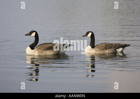 Canada goose (Branta canadensis), due individui, Germania Foto Stock
