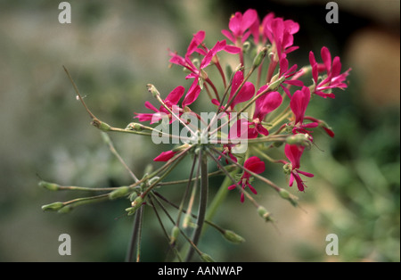 Carnosi-lasciava Pelargonium (Pelargonium incrassatum), fioritura Foto Stock