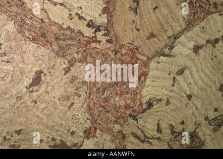 Quercia da sughero (Quercus suber), Cork Foto Stock