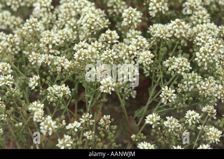 Scabbia comune erba (Cochlearia officinalis), fiori Foto Stock