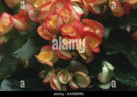 Begonia (Begonia elatior-Hybriden), fioritura Foto Stock