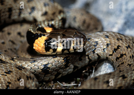 Balkan biscia dal collare (Natrix natrix persa), ritratto, Turchia, Kayseri, Erciyes Foto Stock