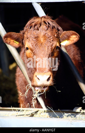 Rosso rubino alimentazione bestiame sulla fattoria nel Devon, Inghilterra Foto Stock