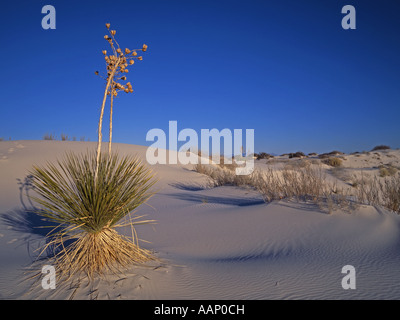 (Soaptree Yucca elata), Soaptree yucca nel deserto Whitesands, USA, New Mexico, White Sands National Park, Alamogordo Foto Stock