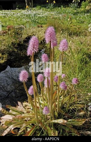 Prigioniero, fiori rosa di palude (Helonias bullata), fioritura, Germania Foto Stock