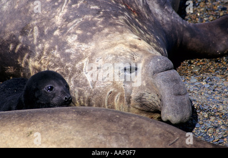 Le guarnizioni di tenuta dell'Elefante, la Penisola Valdes, Patagonia, Argentina Foto Stock