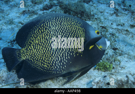 Messico Isola di Cozumel Paso del Cedral Ritratto di un francese Angelfish Pomacanthus parù Foto Stock