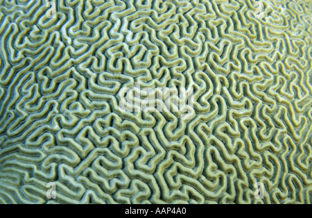 Sfondo astratto a forma di vorticazione Brain Coral (Platygyra daedalea), Paso del Cedral, Isola di Cozumel, Messico. Foto Stock