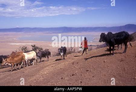 Guerriero masai con il suo bestiame sul bordo del cratere di Ngorongoro Tanzania Africa orientale Foto Stock