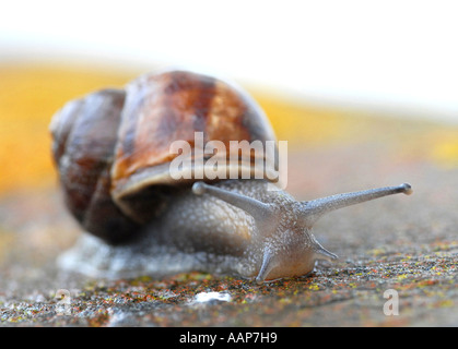 Giardino di lumaca lumaca (Helix Aspersa) considerata come uno dei principali parassiti per giardinieri e importante fonte di cibo per molti uccelli Foto Stock