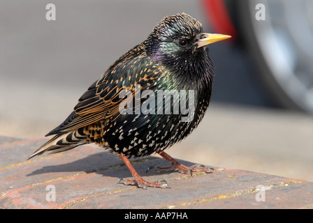 STARLING (Sturnus vulgaris vulgaris) Ben amato British bird ora in grave declino. Foto Stock