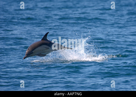 Breve becco delfino comune Delphinus delphis violare vicino all isola di Coll Scozia Giugno Foto Stock