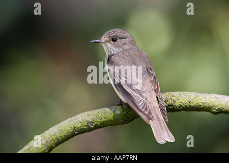 Spotted Flycatcher Muscicapa striata appollaiato sul ramo cercando alert sutton bedfordshire Foto Stock