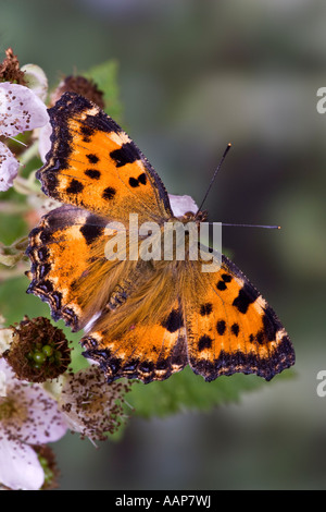 Grande Tartaruga - Nymphalis polychloros alimentazione su blackberry fiori con bel al di fuori della messa a fuoco lo sfondo Foto Stock