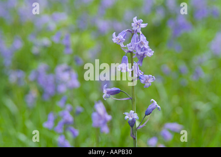 Bluebell inglese (Hyacintoides nonscripta) Foto Stock