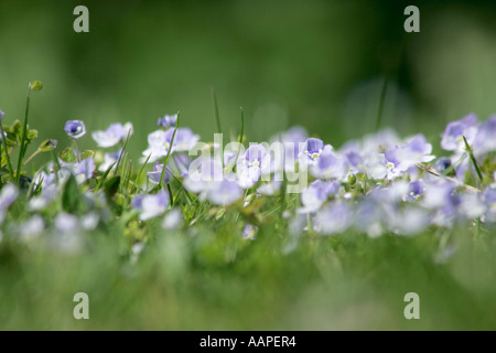 Il livello del terreno vista di blu campo comune Speedwell (Veronica persica) in fiore in primavera nel Sussex, Inghilterra. Foto Stock