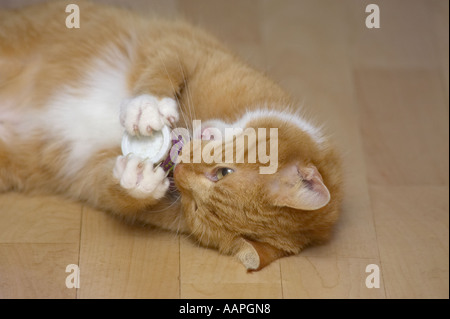 Femmina adulta Ginger cat (felis catus) giocando sul piano interno e tenendo un tamburo di erba gatta in polvere nella sua zampe Foto Stock