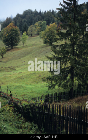 Nella valle Birgau vicino al Castello di Dracula Transilvania Romania Foto Stock