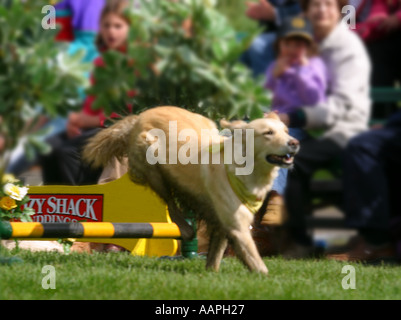 Tutti razza dog show Foto Stock