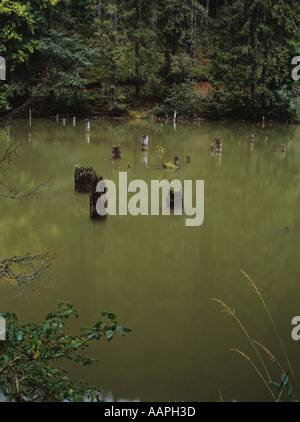 Lacu Rosu o lago rosso e il visibile di monconi di alberi annegato nella valle allagata Romania Foto Stock