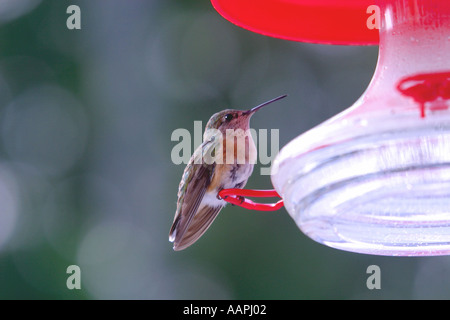 Gli uccelli del Nord America Rufous hummingbird, selasphorus rufus Foto Stock