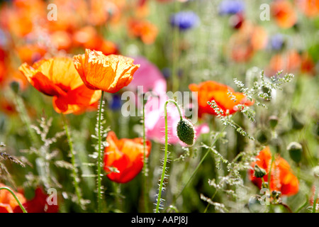 Papaveri e Cornflowers Foto Stock