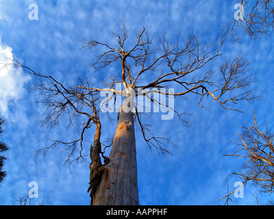 Grandi Tasmanian Gum Tree Foto Stock