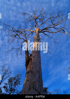 Grandi Tasmanian Gum Tree Foto Stock