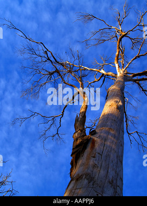 Grandi Tasmanian Gum Tree Foto Stock