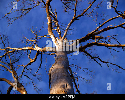 Grandi Tasmanian Gum Tree Foto Stock