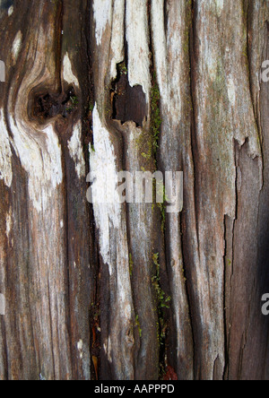 Bruciato la foresta pluviale della Tasmania log Foto Stock