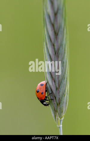 Sette spotted Ladybeetle o coccinella Coccinella septempunctata su un chiodo di erba Foto Stock